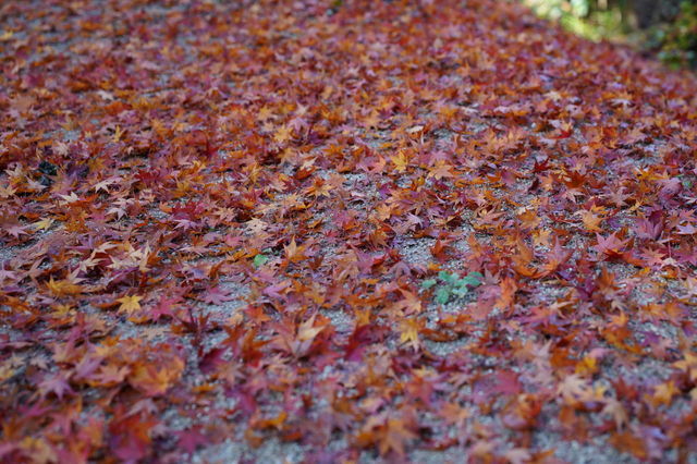 DSC01762.JPG