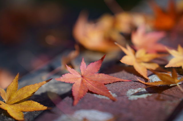 DSC01766.JPG