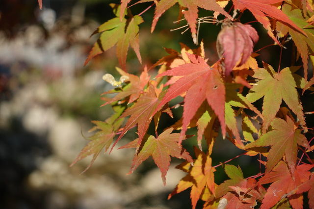 DSC06625.JPG