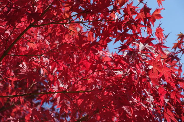 DSC06655.JPG